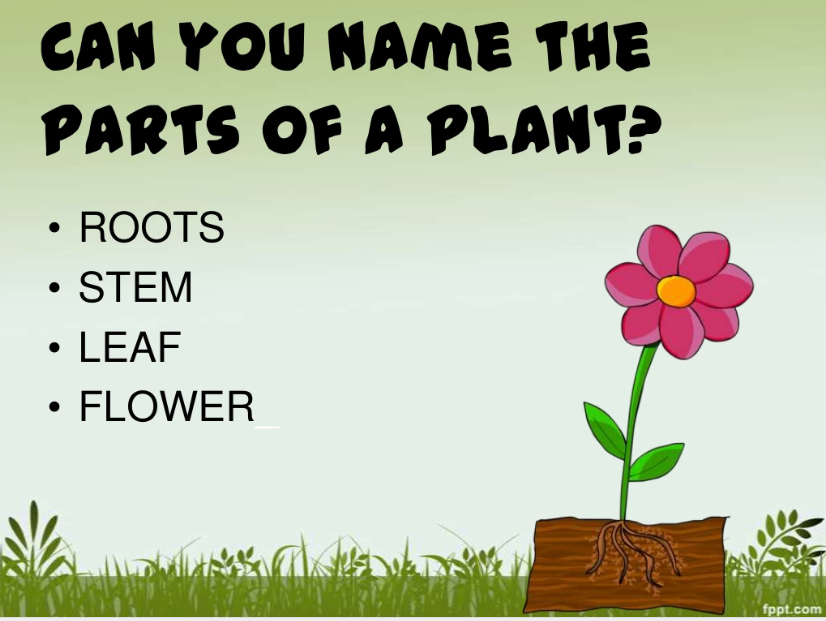 Parts of plants & trees Content ClassConnect
