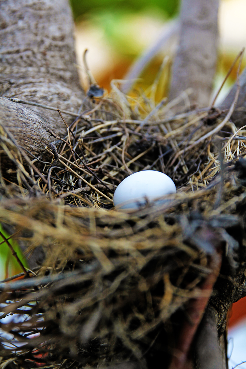 Nest image - Content - ClassConnect