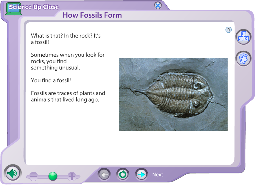 Fossils Ks2 Science at John Munoz blog