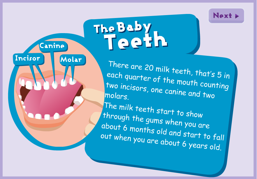 Types of teeth Content ClassConnect