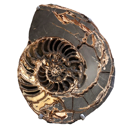 Fossilized ammonite Content ClassConnect