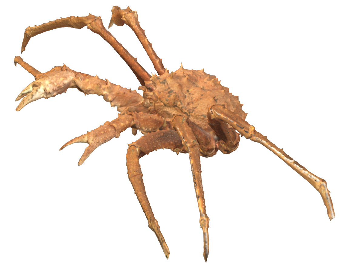 King Crab Png Free Logo Image