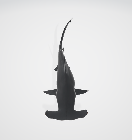 Hammerhead Shark (Animated) Content ClassConnect